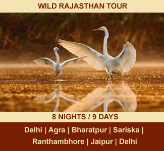 WILD RAJASTHAN TOUR | 08-NIGHTS / 09-DAYS | Rajasthan Package Tour | DELHI - AGRA - BHARATPUR - SARISKA - RANTHAMBHORE - JAIPUR - DELHI