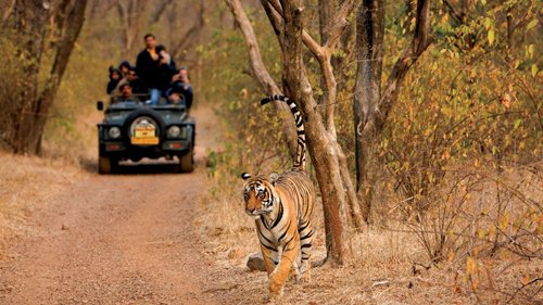 Ranthambore